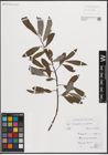 Foto von Salix eleagnos Scop. x Salix purpurea L.